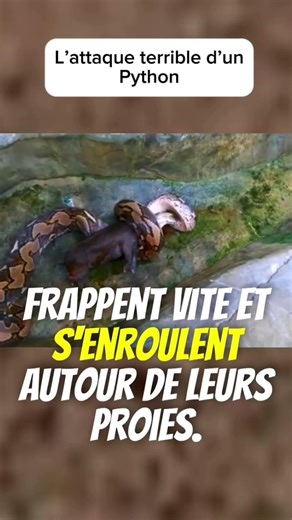 Un python peut attaquer et tuer sans utiliser de venin #shorts