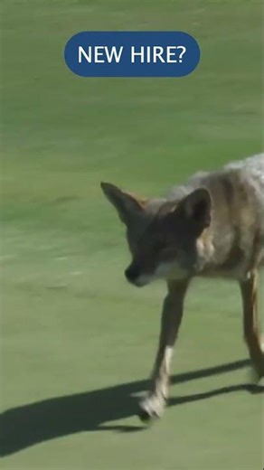 Coyote on the Course Steals Broadcast Mic!