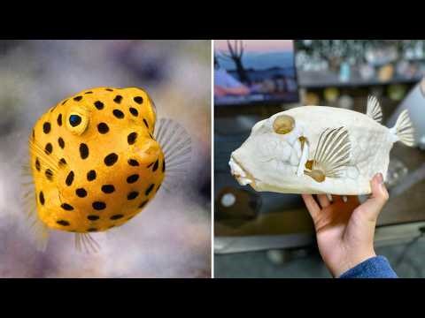Boxfish ⚠️ A Tiny Toxic Box!