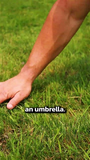 The Right Grass Height for a Healthy Lawn! #shorts
