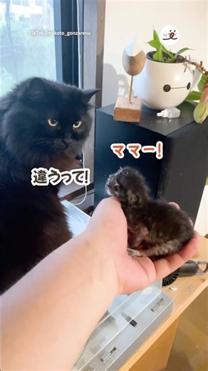 先住猫と子猫が初対面したら…｜PECO