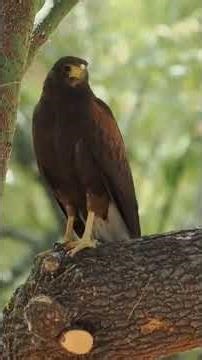 Harris's Hawk #birds #wildlife