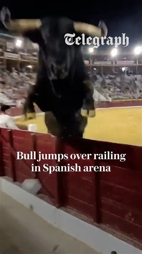 Bull jumps over railing in Spanish arena