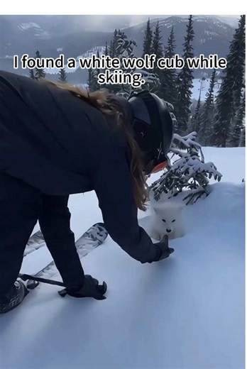 I helped a wolf cub ,then…#animal #rescue #ai