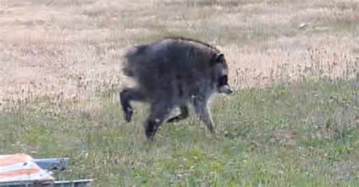 Meet Jimothy, the Seattle Raccoon Who Is Taking Over the Internet