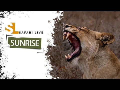 Skinks and spots - SafariLIVE Sunrise - 24 December 2025