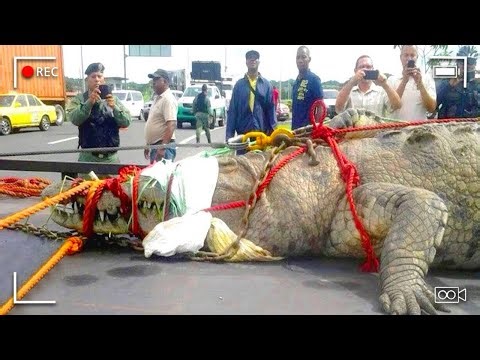 Cops Make Horrifying Discovery Inside Crocodile's Body