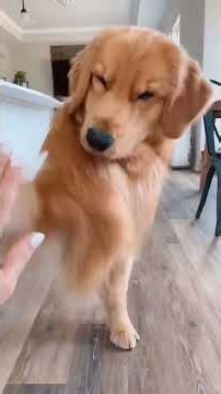 Golden Retriever is never boring