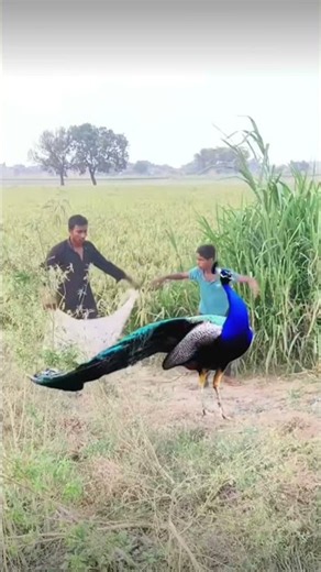 : A daring encounter with a magnificent peacock in the middle of the fields! 🦚🔥 #shorts #ytshorts