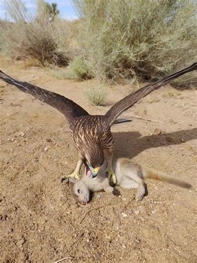 #Hawk #Eagle #Owl #Wildlife #Animal #EagleHawkOwl hawk vs snake, Owl vs snake fight, Eagle Vs Snake,