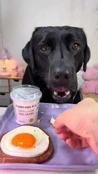 Noodles Are Just Long Smiles. Labrador. Cute Pet Debut Plan