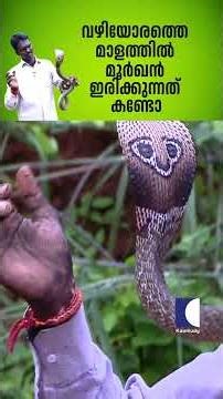 വഴിയോരത്തെ മാളത്തിൽ മൂർഖൻ ഇരിക്കുന്നത് കണ്ടോ #kingcobra #snakemaster #vavasuresh
