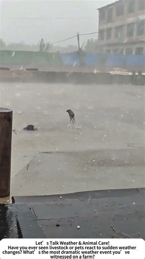 Hailstorm Chaos – Farm Animals on the Run! 🌨️🐔