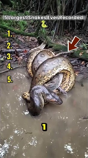 5 Largest Snakes Ever Recorded🐍🐍😱 #wildlife #snake #anaconda