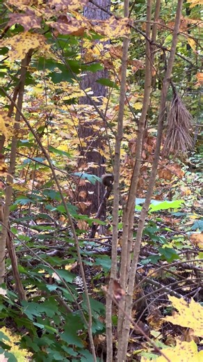 Spotting A Cute Little Brown Squirrel Perched On Tree Branch In Autumn Woods