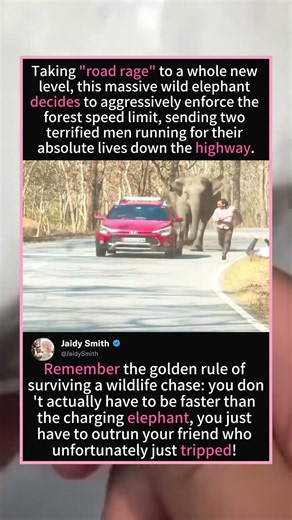 When An Angry Wild Elephant Decides To Enforce The Speed Limit! 😳🐘💨