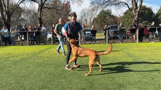 Dr. Melanie | Canine Decoded on Instagram: "This video shows a call-away drill as part of recall training. It’s one step in a longer, thoughtful progression that gradually increases the challenge. At this stage, Ollie recalls even in the presence of his most valuable “toy” … the decoy in a biting suit. What matters is that this has so far been trained with reinforcement only. No leash. No e-collar. Do skilled balanced trainers not know how to build a solid recall with rewards alone? That’s often