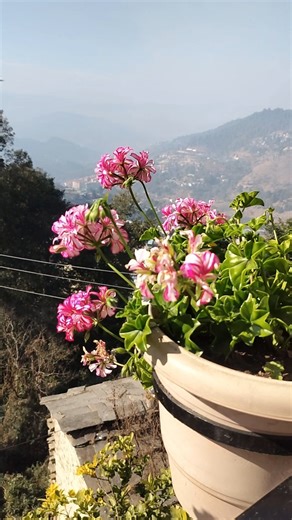 beautiful geranium flowers #youtubeshorts #shortvideo #short