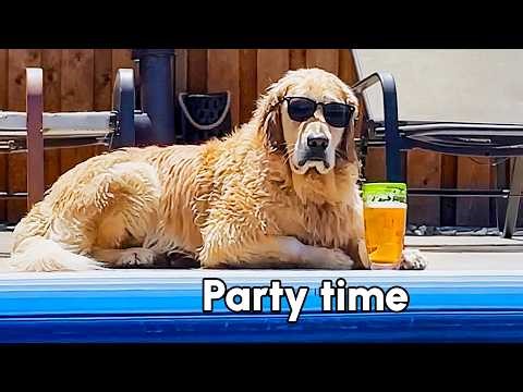 My Retriever Is Cooler Than I'll Ever Be | Summer Pet Fail Compilation