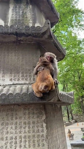 Instant Karma 🐒💥 | Push Revenge! | Fight Flip!