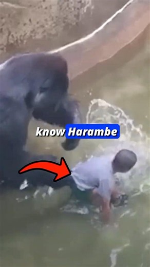 The Dark Secret Behind the Harambe Meme #animals #gorilla #zoo #shorts