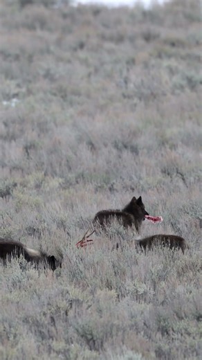 Wolves Feeding on an elk in Yellowstone National Park #wolves #yellowstone #nature #wildlife