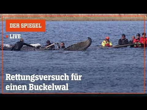 Livestream: Rettungsversuch für einen Buckelwal | DER SPIEGEL