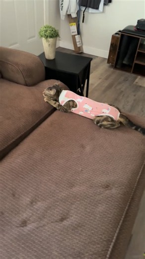 When the BEST vet clinic fixes both your cats in one day and they escape the cones of shame. You figure something out. Thank you for everything yall do. Enjoy the video | Jennifer Berendt