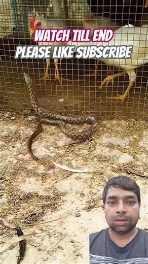 Snake vs Chicken 🐍🐔 Unexpected Farm Battle #shocking
