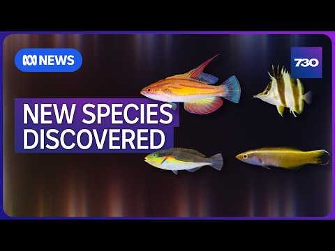 What scientists have discovered deep in the Coral Sea | 7.30