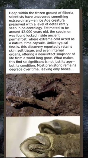 Ancient Time Capsule - 42,000-Year-Old Ice Age Creature Emerges from Siberian Permafrost
