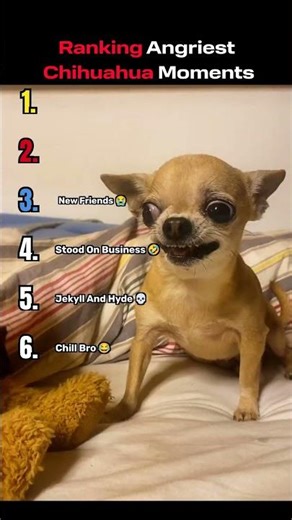 Ranking Angriest Chihuahua Moments 😡🐶