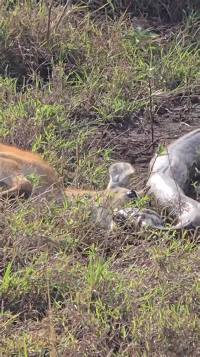 BIG THINGS TAKING BIG MEALS...Rock python love their prey in full....that can last for a week or two #short #mondaymotivation #naturelovers #london #loveyou | Discovery Geographic