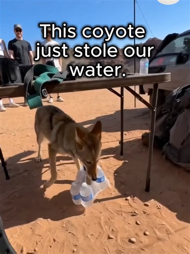 Why a Coyote Stole Our Water: Explanation & Footage