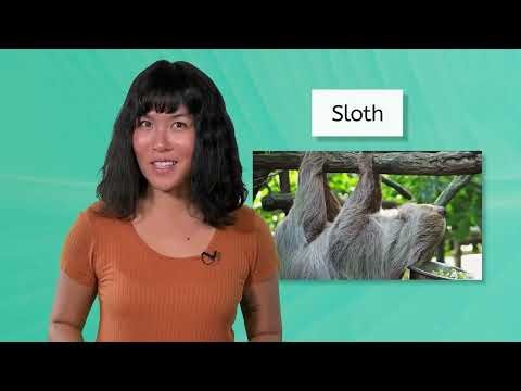 Exploring the Amazon Rainforest - Environmental Factors Impacting Rainforests