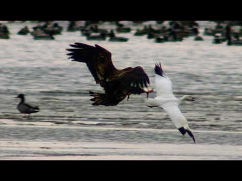 Bald Eagle Vs Snow Geese #snowgeese #baldeagle