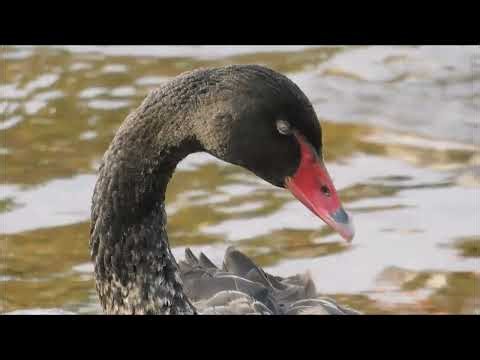 Dawlish, Devon! (Summer 2025) *SCENIC SEASIDE TOWN*