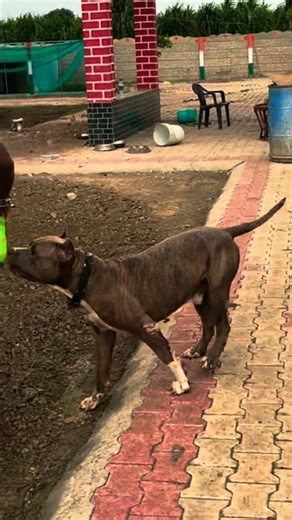 Dogo Argentino vs Bully at Dog Farm! 🐕⚡#shortvideo#viralvideo#ritikdogkennel#mrbeast#puppy#dogshorts