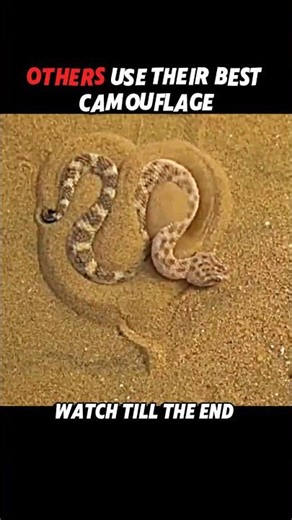 This Cat’s Camouflage Is TOO Perfect 😱🐈