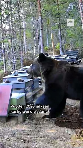 Poliisi on pulassa karhujen kanssa Itä-Suomessa