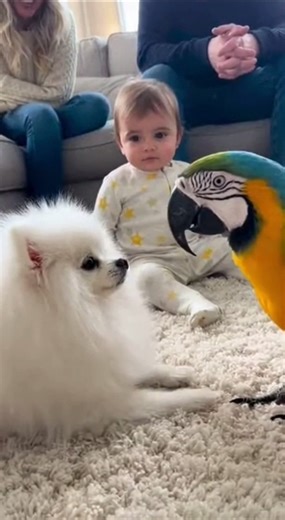 Talking Parrot Tricks Dog & Baby Explodes in Laughter! ❤️