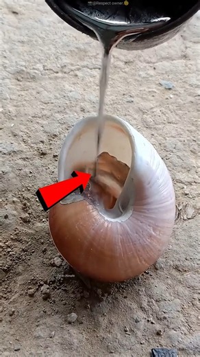 He Poured Molten Aluminum Into a Shell… The Result Is Incredible! 😱🐚 #shorts #facts