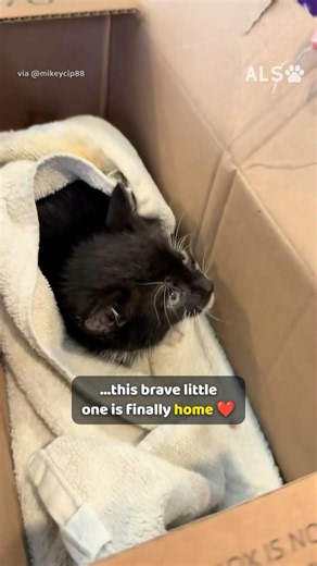 A kind stranger spots a tiny shivering kitten just in time 🐱❤️ #KittenRescue #AnimalRescue