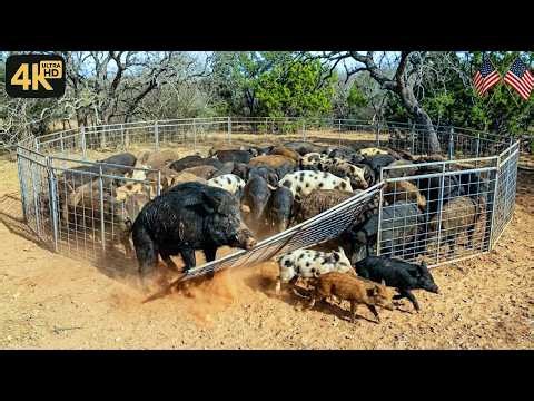 A Giant Feral Hog SHATTERED This Cage | The Heavy-Duty Trap Upgrade You NEED To See!
