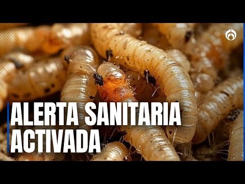 Se detecta primer caso de gusano barrenador en Edomex