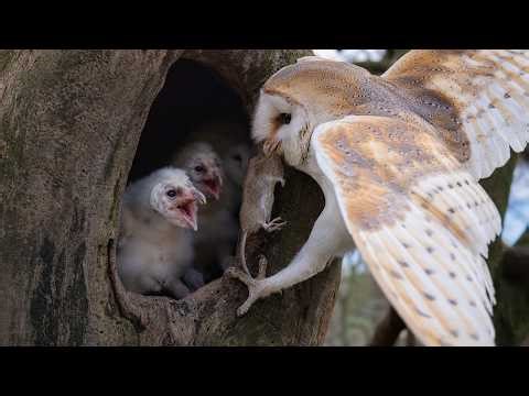 Barn Owl: 120 Days From Egg to Survivor | Raised in the Dark