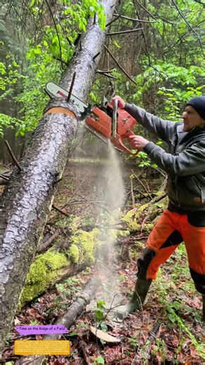 Bucking the Fallen: How a Chainsaw Tames a Downed Giant into Manageable Wood