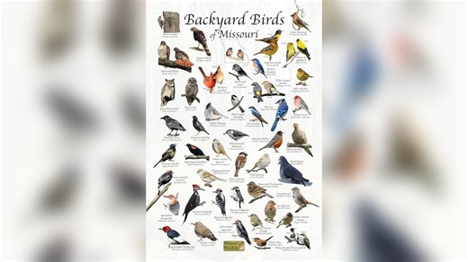 Backyard Birds in Missouri: A Guide to Local Feathered Friends