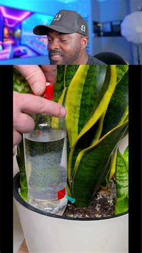 DIY Automatic Plant Watering System from Plastic Bottle #diy #gardening #hack