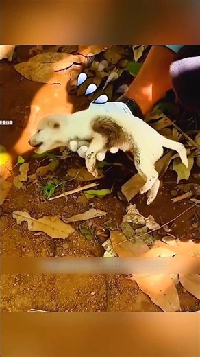 Man Rescues Tiny Cub… Later Discovers It’s a Rare Lion! 😳🦁
